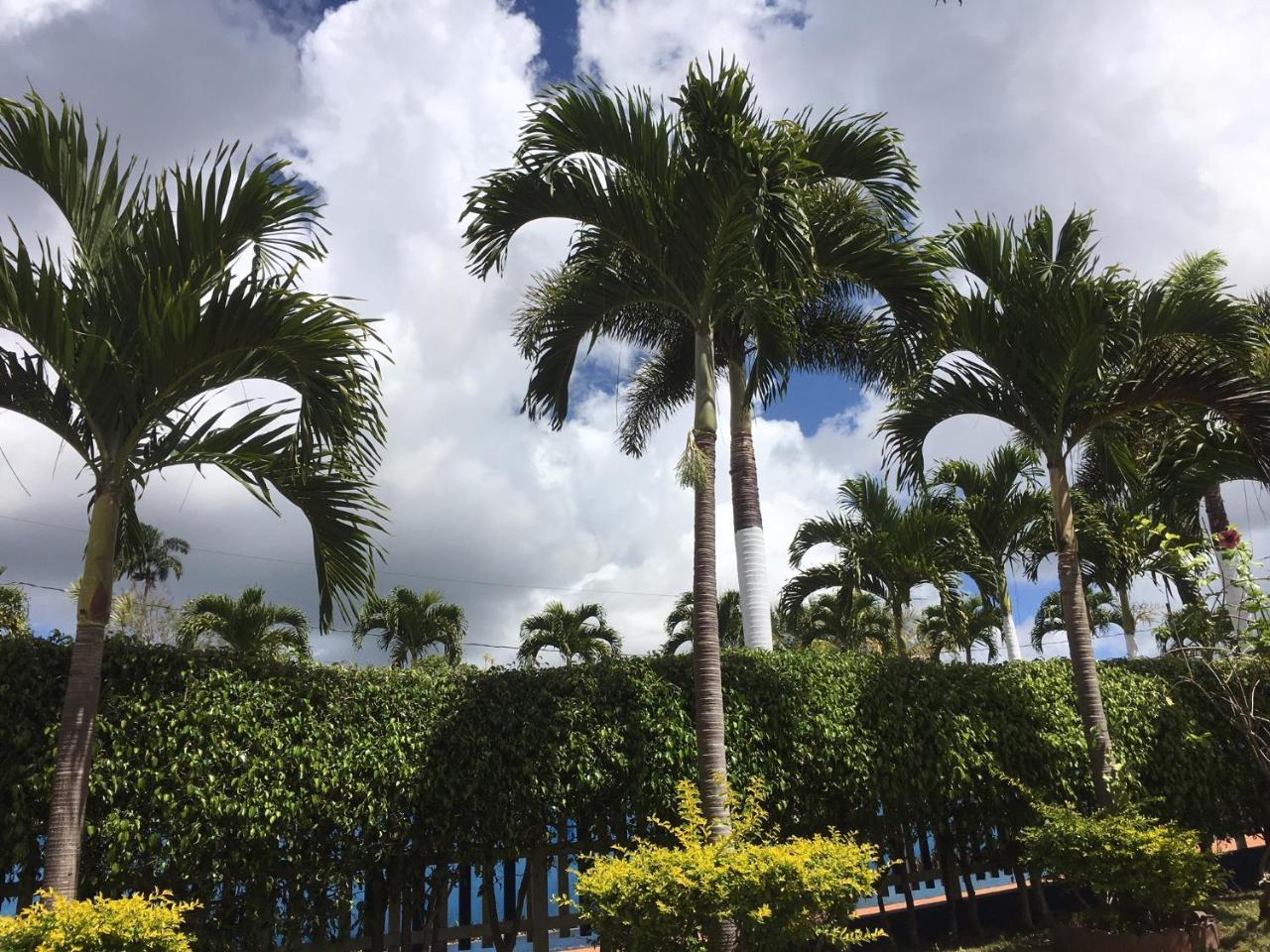 Tropics View Jamaica Otel Hatfield Dış mekan fotoğraf